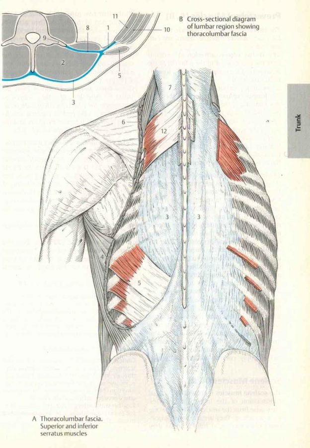 How Fascia Works In The Human Body The Pain Relief And Wellness Clinic